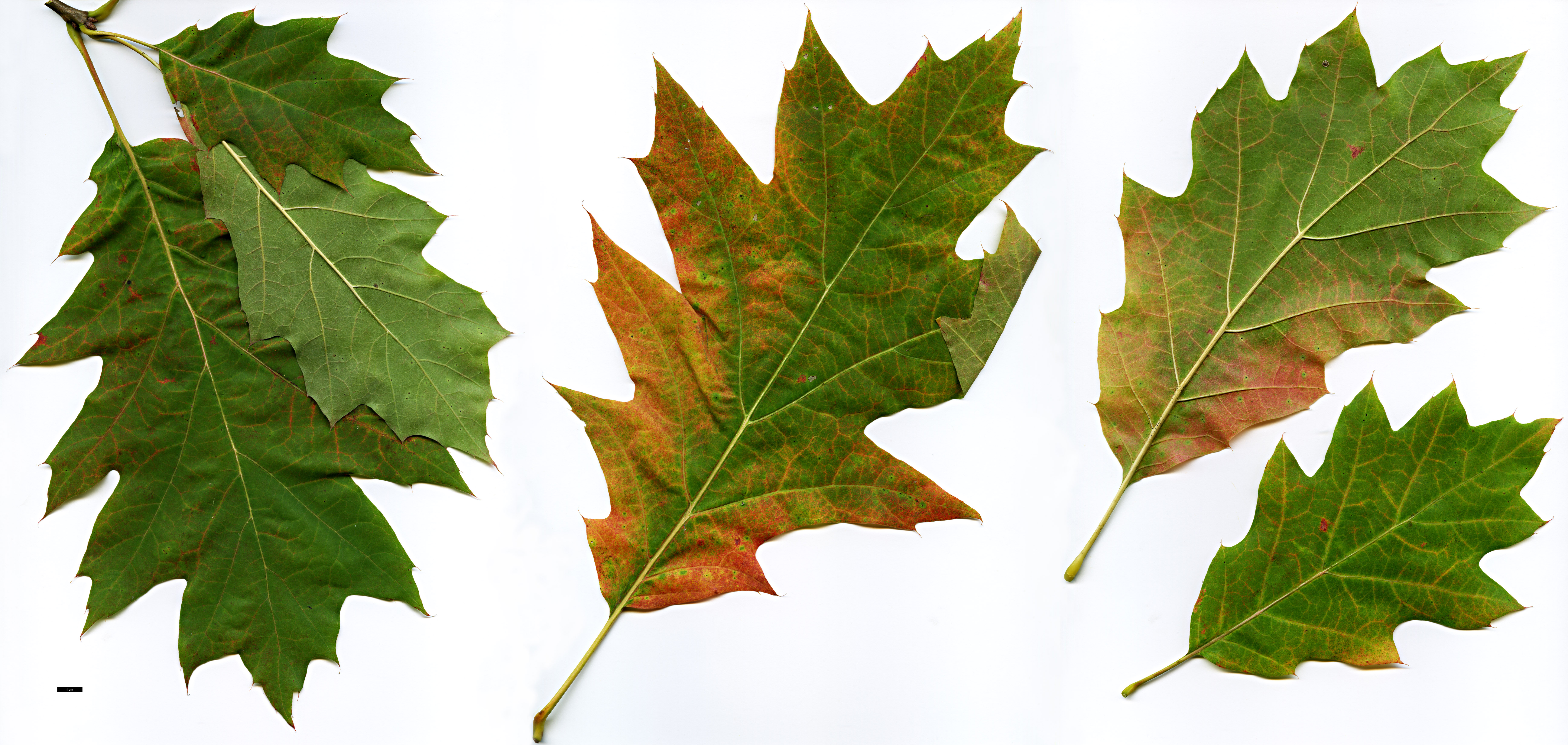 High resolution image: Family: Fagaceae - Genus: Quercus - Taxon: ×hawkinsiae (Q.rubra × Q.velutina)